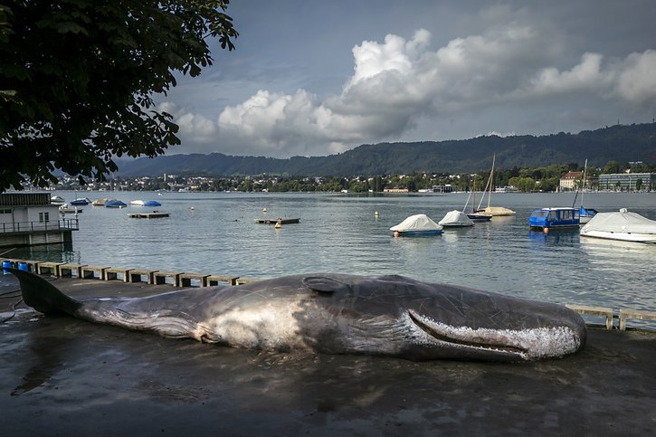 Le collectif belge Captain Boomer avait déjà eu l'idée d'un échouage fictif de baleine en 2008. Depuis, il a mis en scène de tels échouages dans différentes grandes villes européennes comme Paris, Londres ou Madrid, et plus récemment en Australie. © Keystone/MICHAEL BUHOLZER